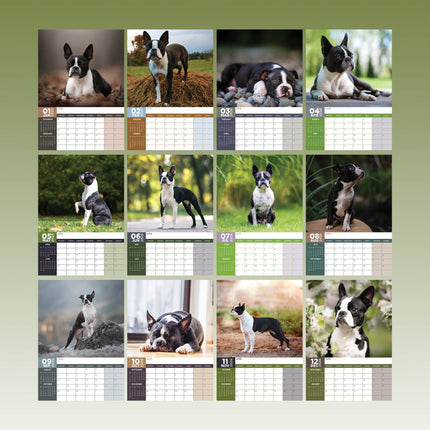 CalendarsRUs Boston Terrier A3 Kalender 2026