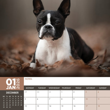CalendarsRUs Boston Terrier A3 Kalender 2026