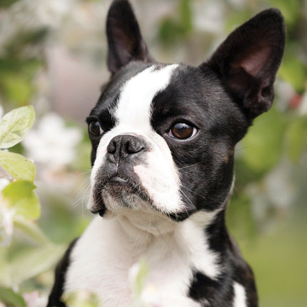 CalendarsRUs Boston Terrier A3 Kalender 2026