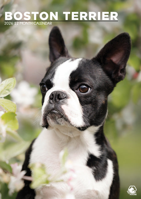 CalendarsRUs Boston Terrier A3 Kalender 2026