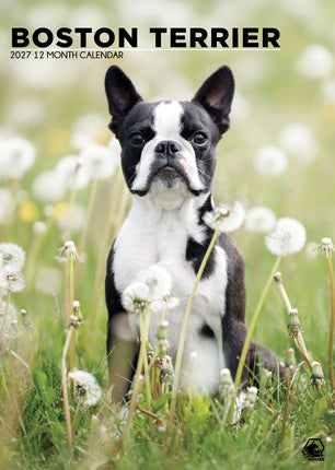 CalendarsRUs Boston Terrier A3 Kalender 2027