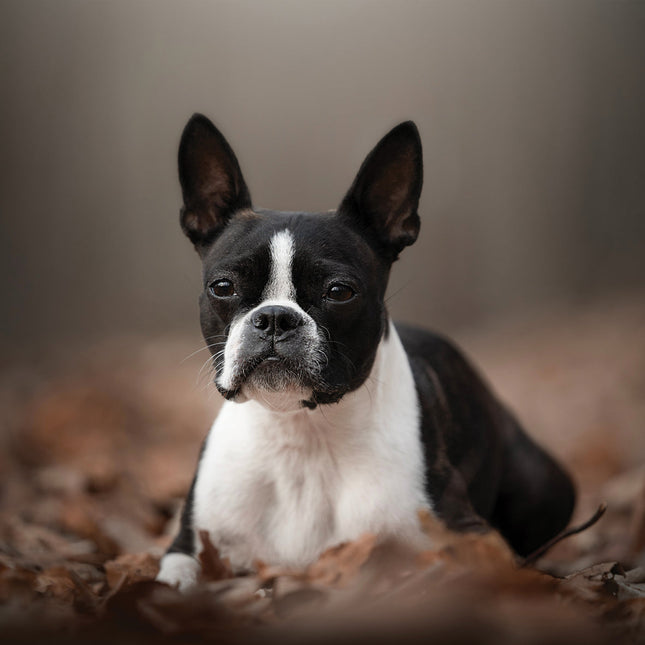 CalendarsRUs Boston Terrier Kalender 2026