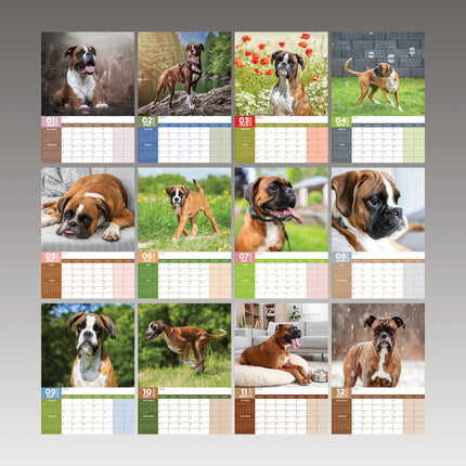 CalendarsRUs Boxer A3 Kalender 2026