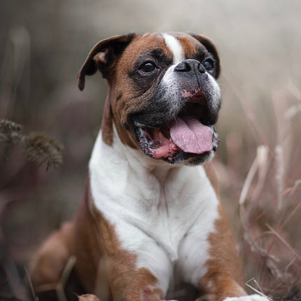 CalendarsRUs Boxer A3 Kalender 2026