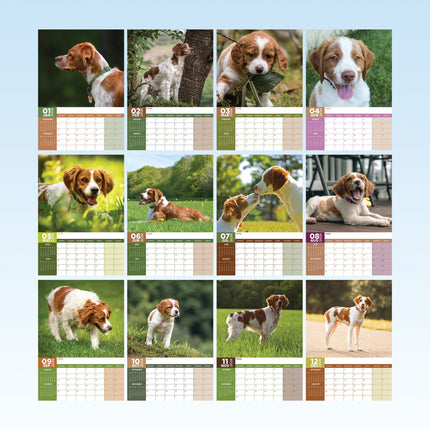 CalendarsRUs Brittany Spaniel A3 Kalender 2026