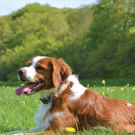 CalendarsRUs Brittany Spaniel A3 Kalender 2026
