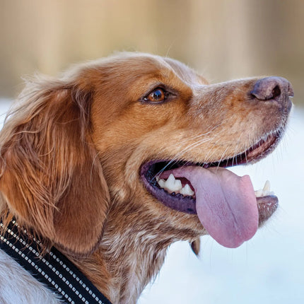 CalendarsRUs Brittany Spaniel A3 Kalender 2027