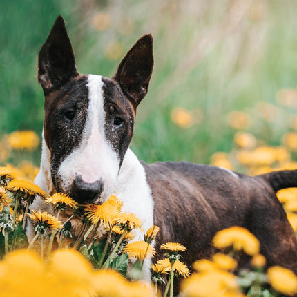 CalendarsRUs Bull Terrier A3 Kalender 2026