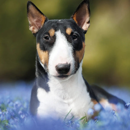 CalendarsRUs Bull Terrier A3 Kalender 2027