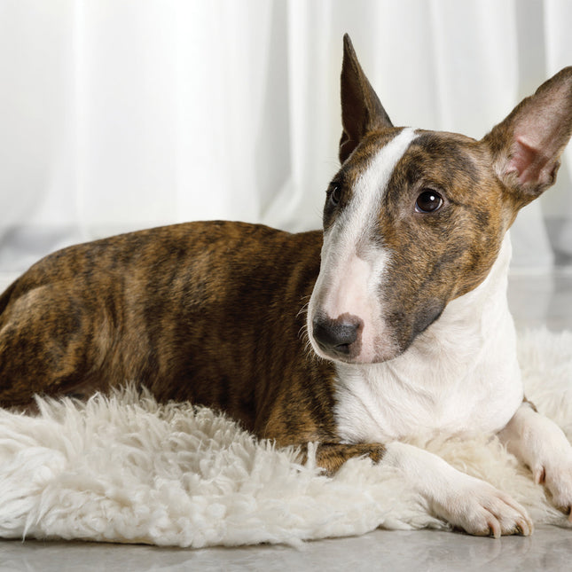 CalendarsRUs Bull Terrier Kalender 2026