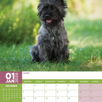 CalendarsRUs Cairn Terrier A3 Kalender 2026