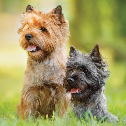 CalendarsRUs Cairn Terrier A3 Kalender 2026