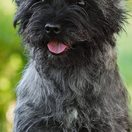 CalendarsRUs Cairn Terrier Slimline Kalender 2026