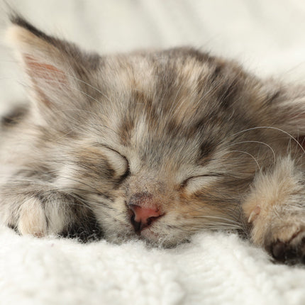 CalendarsRUs Cat Naps A3 Kalendar 2026