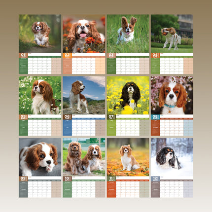 CalendarsRUs Cavalier King Charles Spaniel A3 Kalender 2027