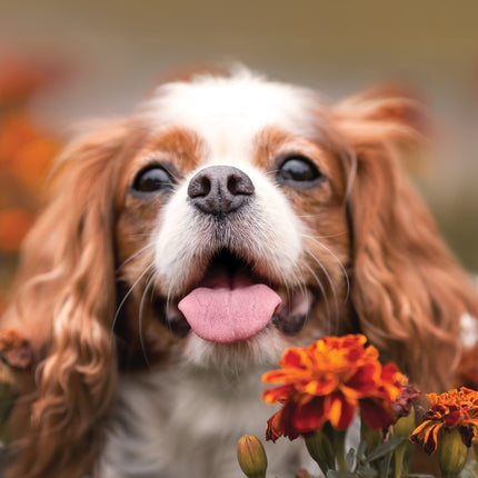 CalendarsRUs Cavalier King Charles Spaniel A3 Kalender 2027