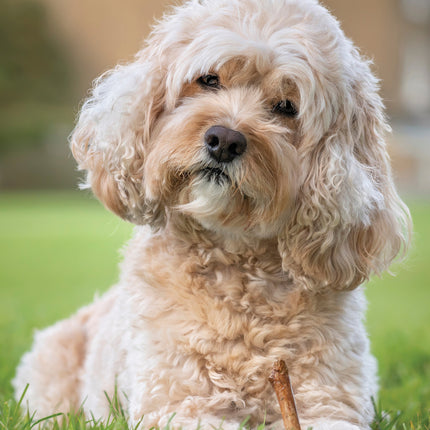 CalendarsRUs Cavapoo A3 Kalender 2025