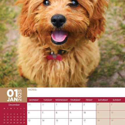 CalendarsRUs Cavapoo A3 Kalender 2025