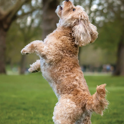 CalendarsRUs Cavapoo A3 Kalender 2027