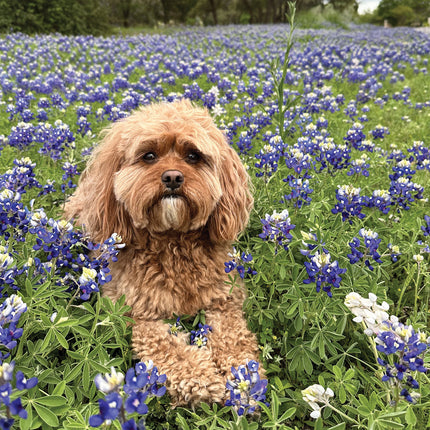 CalendarsRUs Cavapoo Kalender 2026