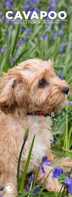 CalendarsRUs Cavapoo Slimline Kalender 2026