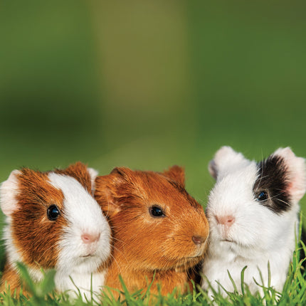 CalendarsRUs Cavia A3 Kalender 2026