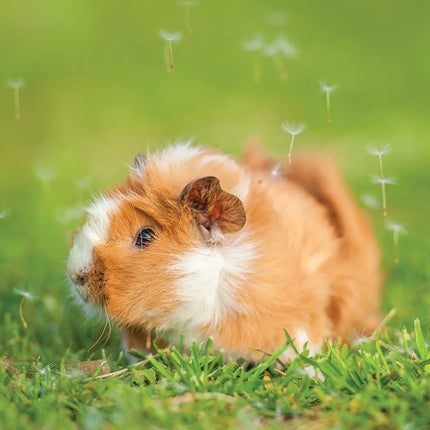 CalendarsRUs Cavia A3 Kalender 2027