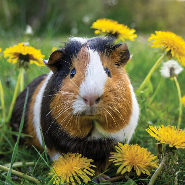 CalendarsRUs Cavia Kalender 2026