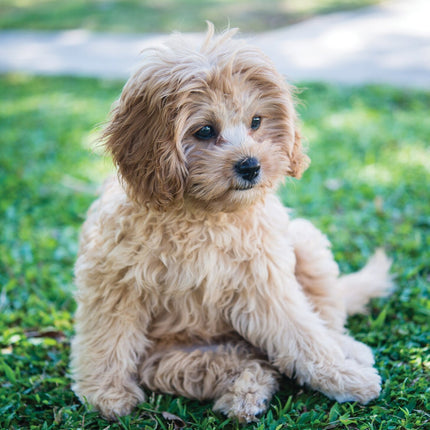 CalendarsRUs Cavoodle A3 Kalender 2025