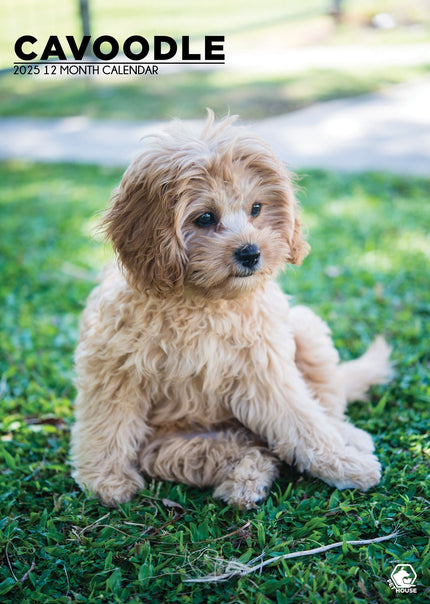 CalendarsRUs Cavoodle A3 Kalender 2025