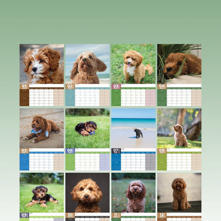 CalendarsRUs Cavoodle A3 Kalender 2025