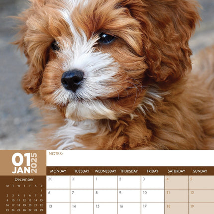 CalendarsRUs Cavoodle A3 Kalender 2025