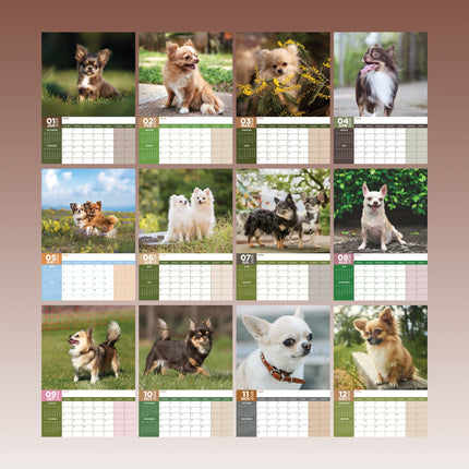 CalendarsRUs Chihuahua A3 Kalender 2027
