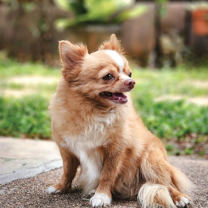 CalendarsRUs Chihuahua A3 Kalender 2027