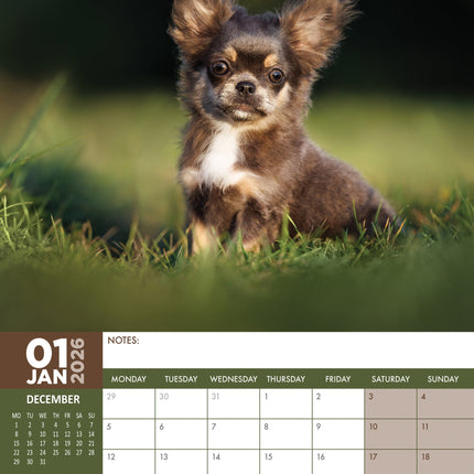 CalendarsRUs Chihuahua A3 Kalender 2027