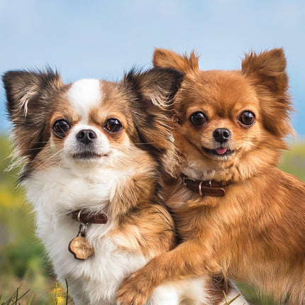 CalendarsRUs Chihuahua Slimline Kalender 2026