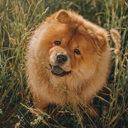 CalendarsRUs Chow Chow A3 Kalender 2026