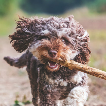 CalendarsRUs Cockapoo A3 Kalender 2025