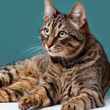 CalendarsRUs Cyperse A3 Katten Kalender 2026