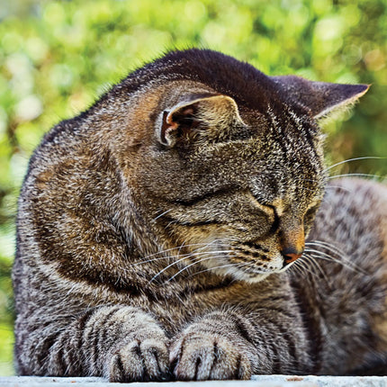 CalendarsRUs Cyperse A3 Katten Kalender 2027