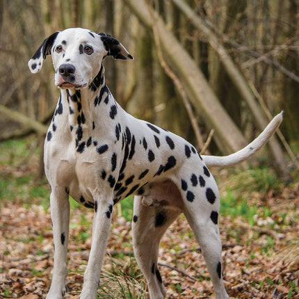 CalendarsRUs Dalmatier A3 Kalender 2025