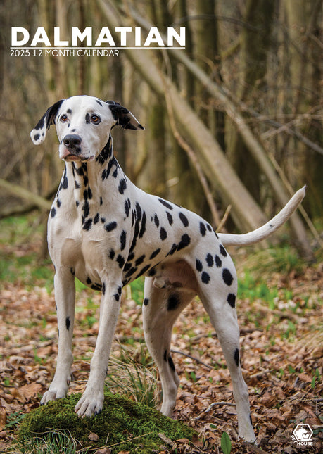 CalendarsRUs Dalmatier A3 Kalender 2025