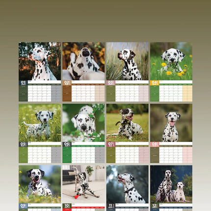 CalendarsRUs Dalmatier A3 Kalender 2025