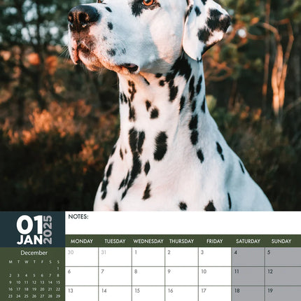 CalendarsRUs Dalmatier A3 Kalender 2025