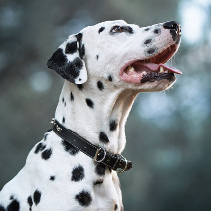 CalendarsRUs Dalmatier A3 Kalender 2026