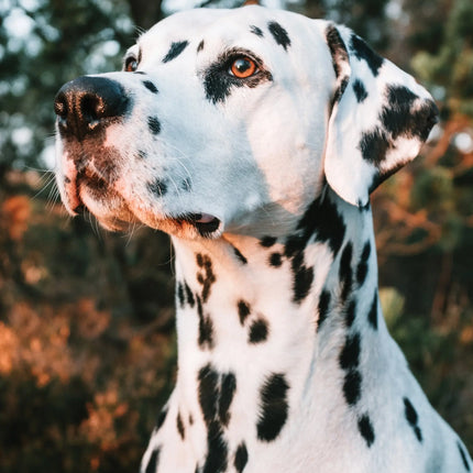 CalendarsRUs Dalmatier A3 Kalender 2027