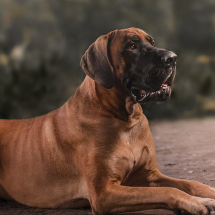 CalendarsRUs Duitse Dog A3 Kalender 2025
