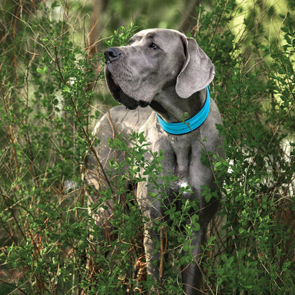 CalendarsRUs Duitse Dog A3 Kalender 2027