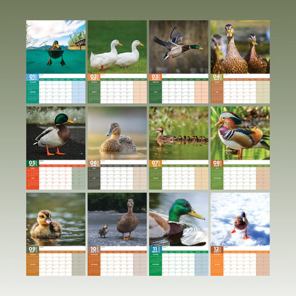 CalendarsRUs Eenden A3 Kalender 2026