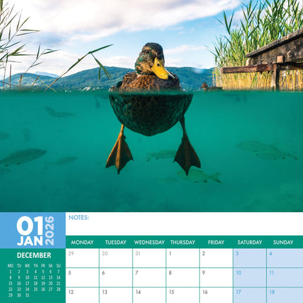 CalendarsRUs Eenden A3 Kalender 2026